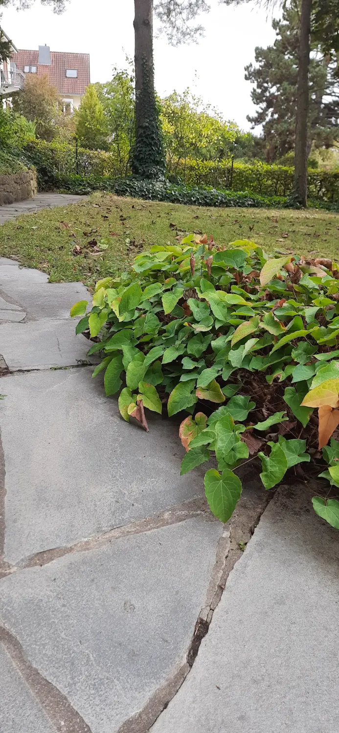 Krenzel – Garten und Landschaftsbau – Wege und Plätze