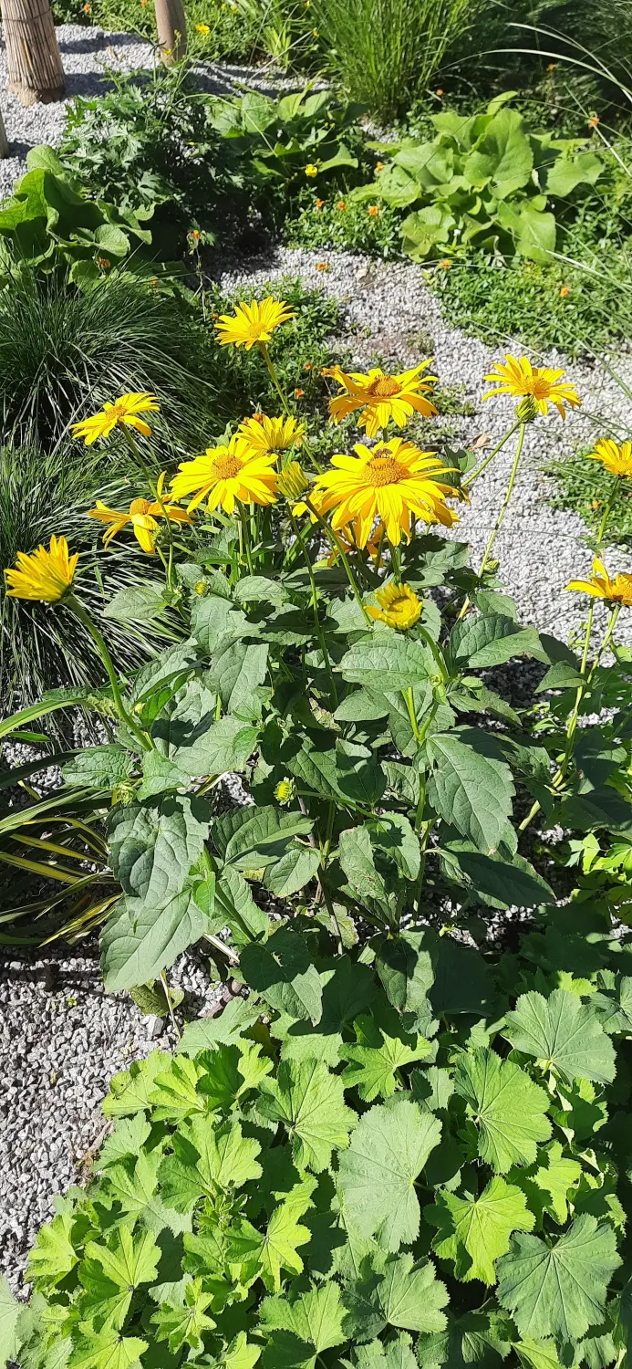 Krenzel - Garten und Landschaftsbau - krenzel
