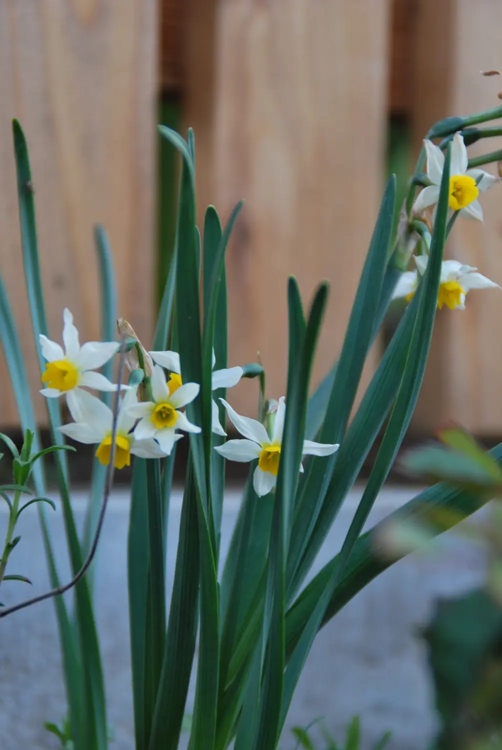 Krenzel - Garten und Landschaftsbau - krenzel