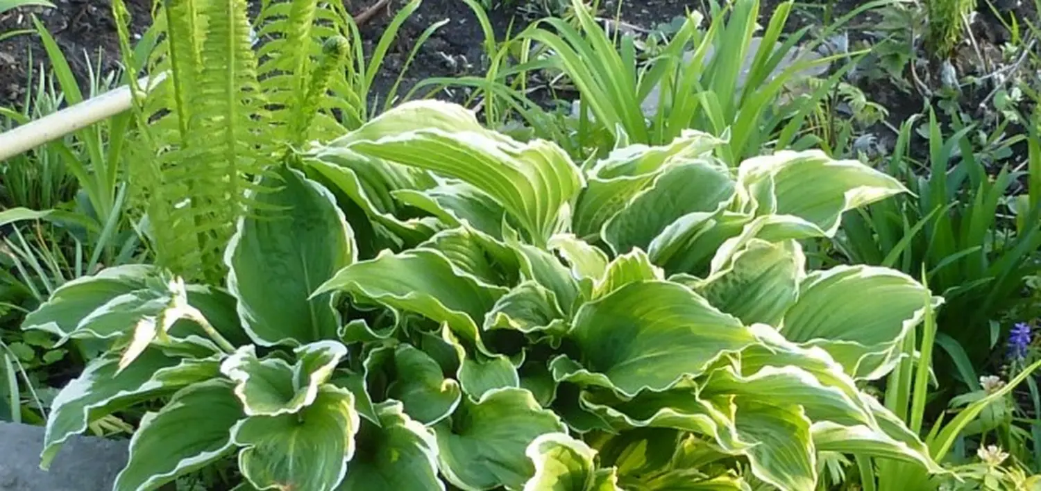 Krenzel - Garten und Landschaftsbau - krenzel