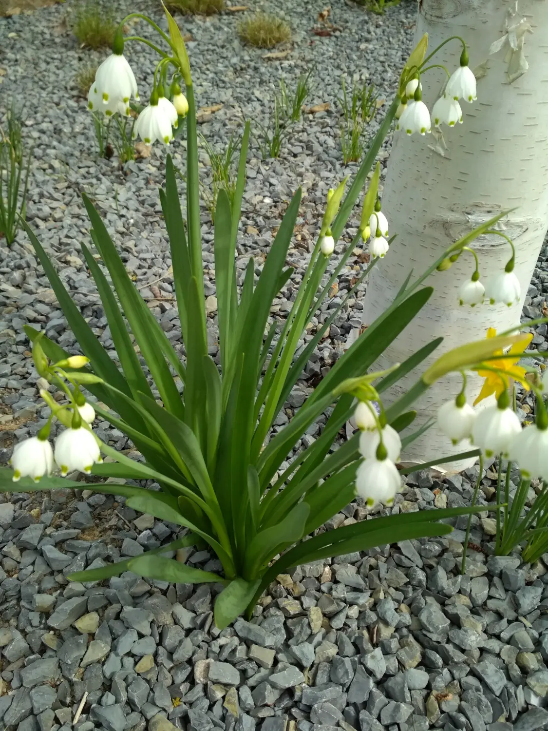 Krenzel - Garten und Landschaftsbau - krenzel
