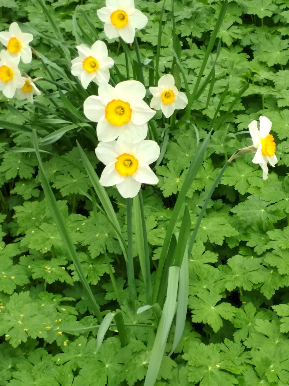 Krenzel - Garten und Landschaftsbau - krenzel