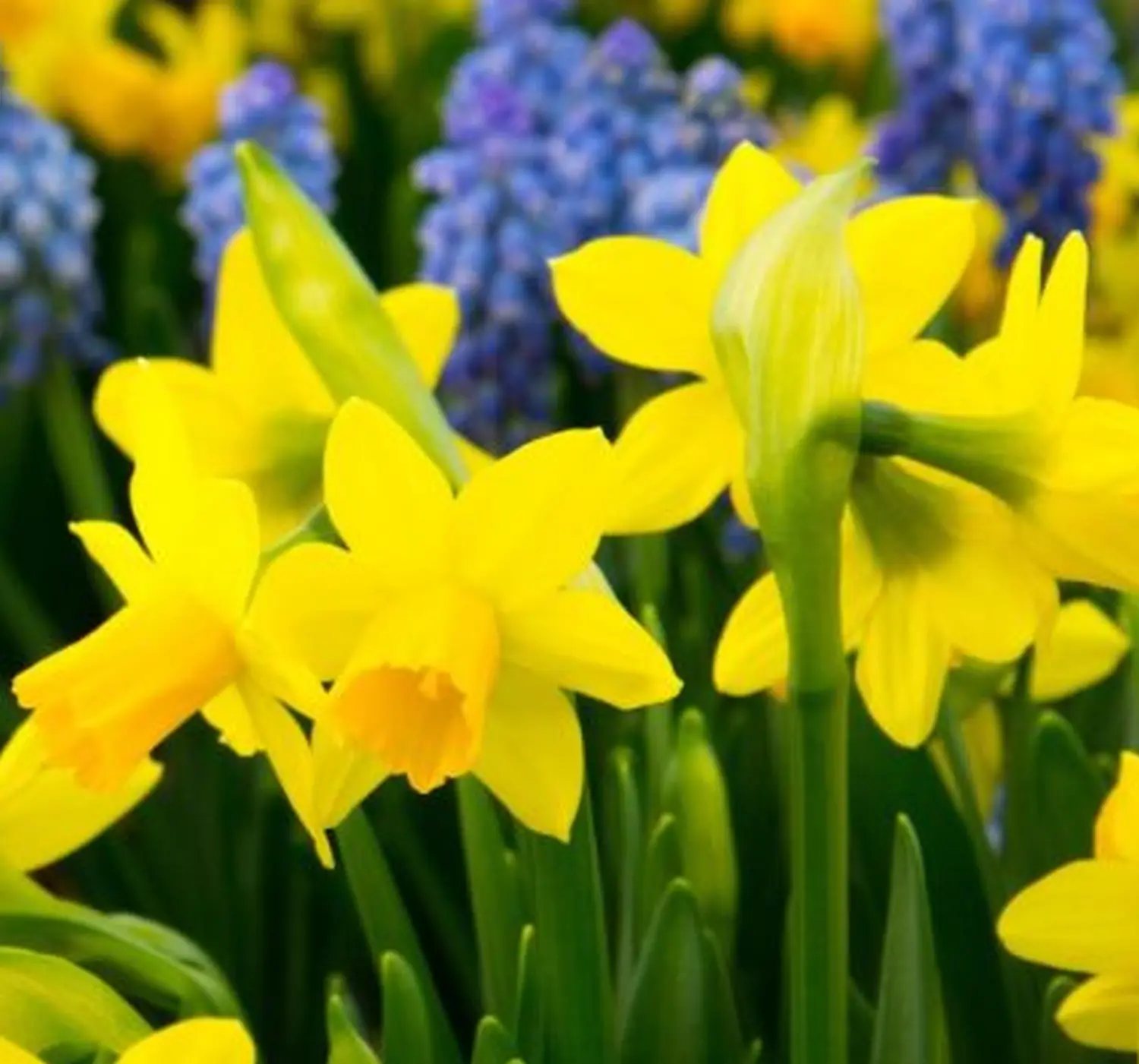 Krenzel - Garten und Landschaftsbau - krenzel