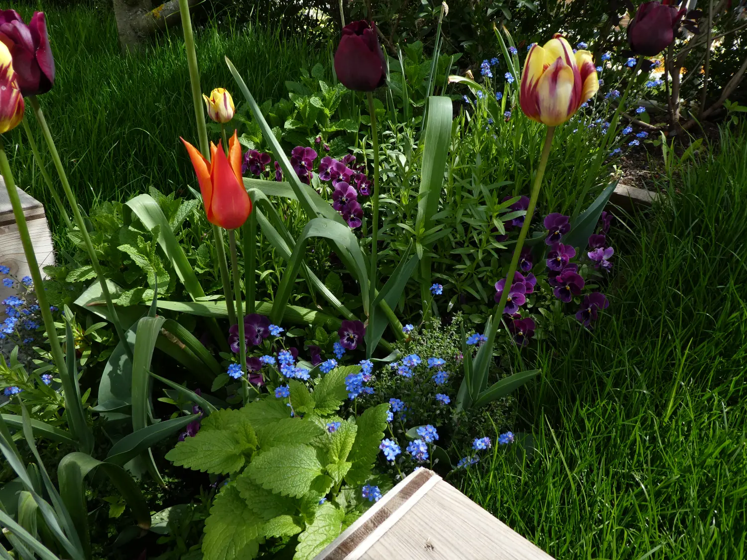 Krenzel - Garten und Landschaftsbau - Garten
