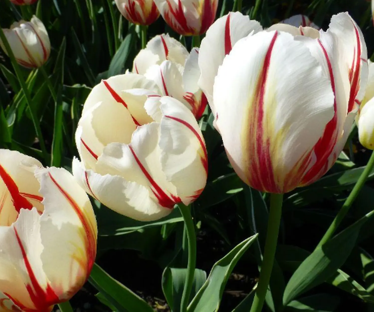 Krenzel - Garten und Landschaftsbau - krenzel